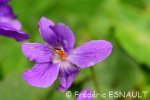 Violette odorante (Viola odorata)