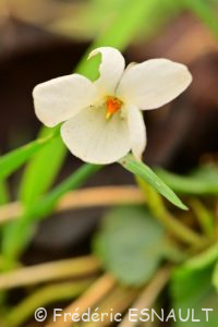 Violette odorante albinos (Viola odorata)