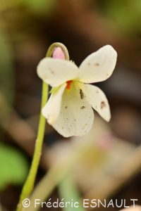 Violette odorante albinos (Viola odorata)