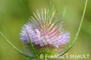 Cardère sauvage (Dipsacus fullonum)