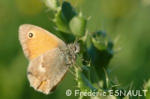 Fadet commun ou Procris (Coenonympha pamphilus)