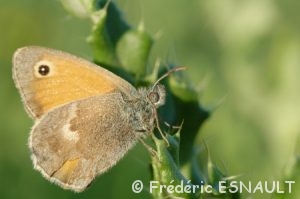 Fadet commun ou Procris (Coenonympha pamphilus)