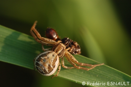 Araignée crabe (Xysticus sp.)
