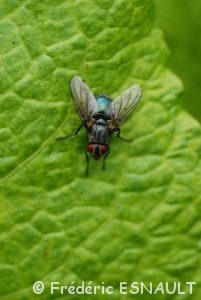 Mouche bleue (Calliphora sp.)