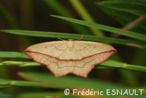 Le papillon Timandre aimée (Timandra comae)