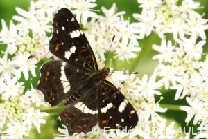 Carte géographique (Araschnia levana)