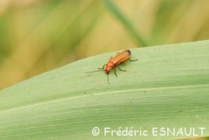 Téléphore fauve (Rhagonycha fulva)