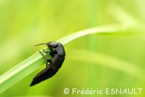 Staphylin odorant (Ocypus olens)