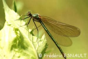 Caloptéryx éclatant femelle (Calopterys splendens)