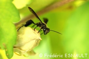 Isodonte mexicaine (Isodontia mexicana)