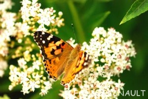 Belle-Dame (Vanessa cardui)