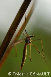 Tipule des prairies (Tipula paludosa)
