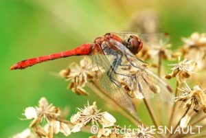 Sympétrum sanguin (Sympetrum sanguineum)