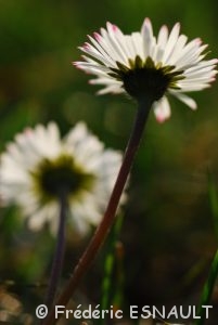 Pâquerette (Bellis perennis)