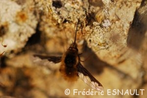 grand Bombyle (Bombylius major)