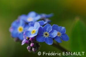 Myositis (Myositis sp.)