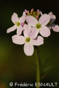 Cresson des prés (Cardamine pratensis)