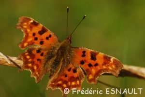 Robert-le-diable (Polygonia c-album)