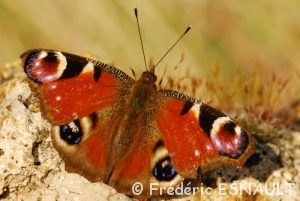 Paon du jour (Inachis io)