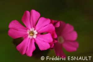 Silène dioïque (Silene dioica)