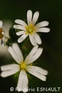 Stellaire holostée (Stellaria holostea)
