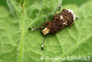 Platystome à rostre blanc (Platystomos albinus)