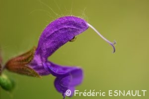 Sauge des prés (Salvia pratensis)