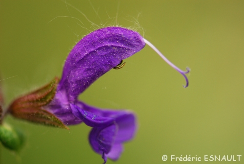 Sauge des prés (Salvia pratensis)