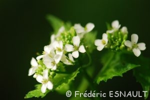 Herbe à ail (Alliaria petiolata)