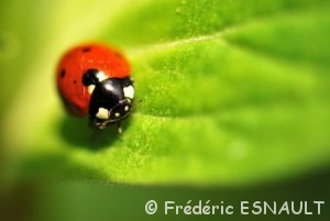 Coccinelle à sept points (Coccinella septempunctata)