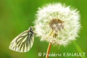 Piéride du navet (Pieris napi)