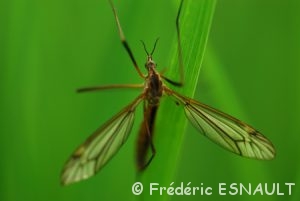 Tipule printanière (Tipula vernalis)