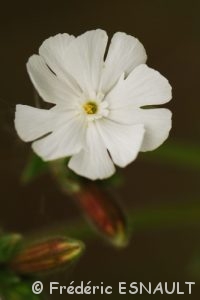 Compagnon blanc ou Silène à larges feuilles (Silene latifolia)