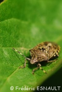 Punaise nébuleuse (Rhaphigaster nebulosa)