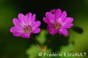Géranium (Geranium sp.)