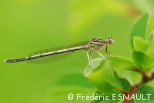 Pennipate bleuâtre (Platycnemis pennipes)