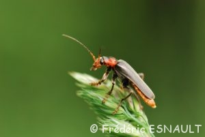 Téléphore brun (Cantharis fusca)