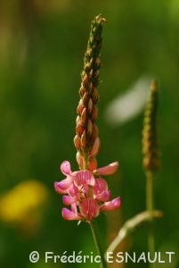 Luzerne cultivée (Medicago sativa)