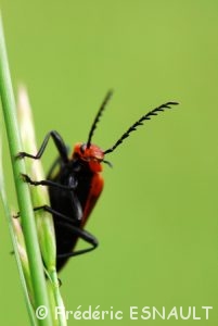 Cardinal à tête rouge (Pyrochroa serraticornis)