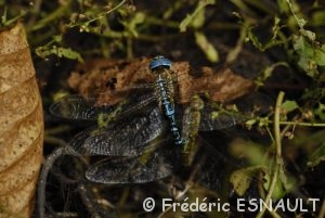 Æschne affine (Æshna affinis)