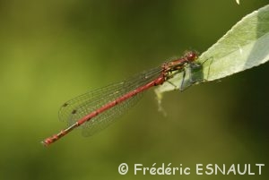 Nymphe au corps de feu (Pyrrhosoma nymphula)
