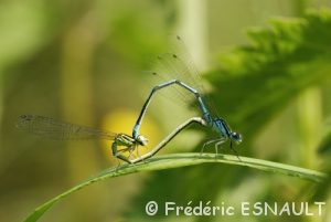 Agrion jouvencelle (Coenagrion puella)