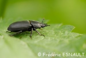 Petite Biche (Dorcus parallelepipedus)