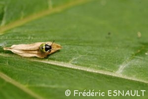 Punaise verte (Palomena prasina)