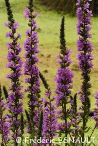 Salicaire (Lythrum salicaria)
