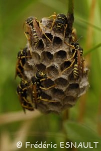 Guêpe commune (Vespula vulgaris)
