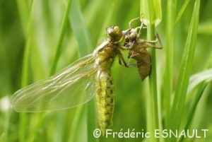 Libellule déprimée (Libellula depressa)