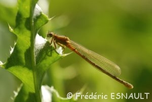 Agrion nain (Ischnura pumilio)