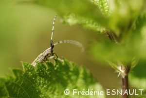 Saperde de l'Angélique (Agapanthia villosoviridescens)