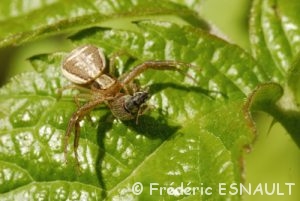 Araignée indéterminée